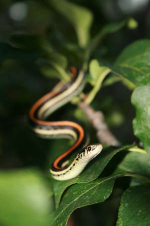 Garder Snake