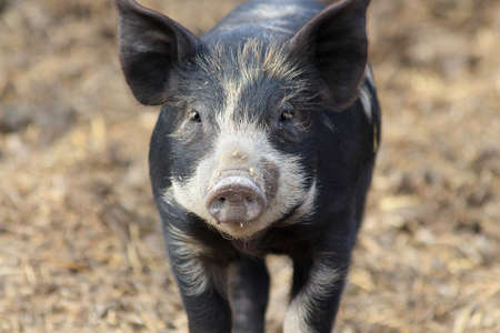 Black Baby Pig