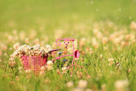 Clover flowers in the basket of a pink tricycle in the spring grass.の写真素材
