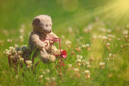 Cute teddybear riding a in the summer grass in the sunlght.の写真素材