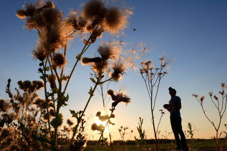 Silhouette of a man flying a remote control drone in the sunset behind wild thorn weedsの写真素材