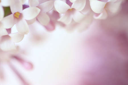 Close up of pink lilac flowers creating a borderの写真素材