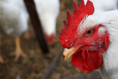 Close up of a white rooster in a chicken coup