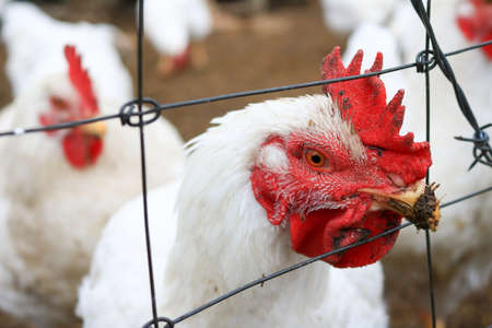 Close up of a white rooster with its head resting on a wire fenceの写真素材