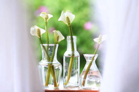 Curtains blowing gently across calla lilies in glass vases in a windowsillの写真素材