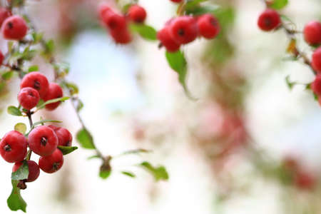Delicious organic crabapples hanging from an apple te