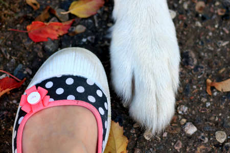 White dogs paw beside a woman's footの写真素材