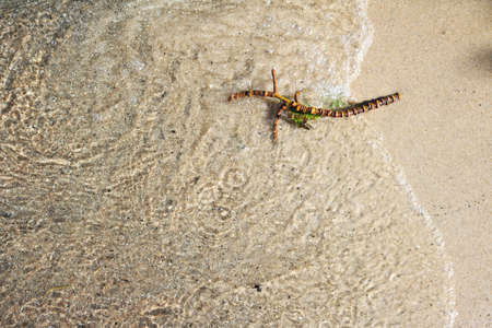 Abstract scene of a wet twig on beach sand on a lake shore