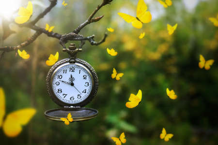 Yellow butterflies flying around an antique pocket watch hanging from a tree branch