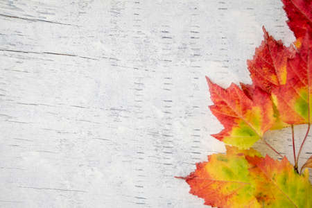 Colorful autumn leaves on a white wood backgroundの写真素材