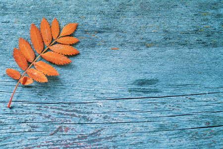Autumn orange leaf from a mountian ash tree on a rustic blue wood backgroundの写真素材