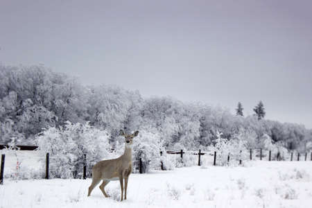 Deer standing in the snow on a frosty winter dayの写真素材