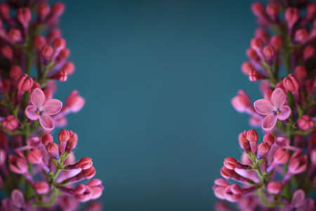 Close up of pink lilac flowers creating a border background