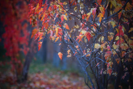 Autumn scene of trees with orange and red leaves