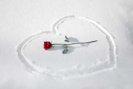 Red rose in the winter snow as a symbol of loveの写真素材