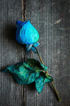 Flat veiw of a dried blue rose on a rustic wooden backgroundの写真素材