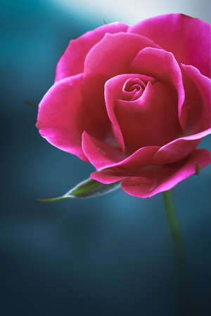 Closeup of a dark pink rose in a garden