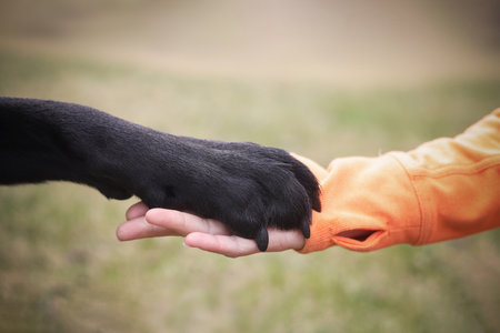 Woman holding hands with her dog symbolizing loveの写真素材