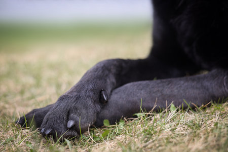 Close up of black labradorâs crossed paws in the grassの写真素材
