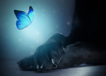 Close up of a glowing blue butterfly flying over a black labradorâs crossed pawsの写真素材