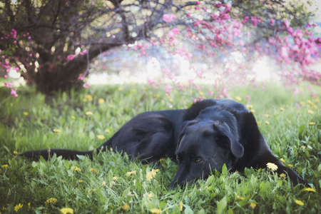 Black labrador laying in the grass by a flowering treeの写真素材