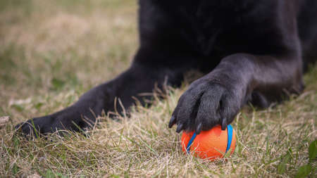Close up of black labradorâ€˜s paw on a ball in the grass