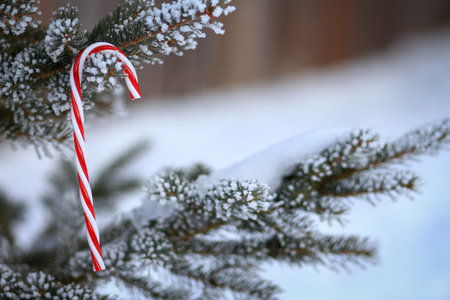 Candy cane on a frost covered spruce tree branch.