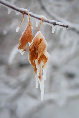Icicles hanging from frost covered autumn leaves of an apple tree.の写真素材