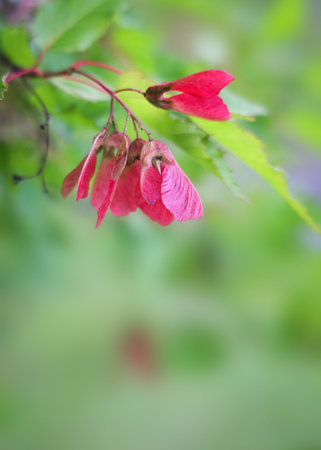 Red maple leaf seeds hanging from a maple tree branch.