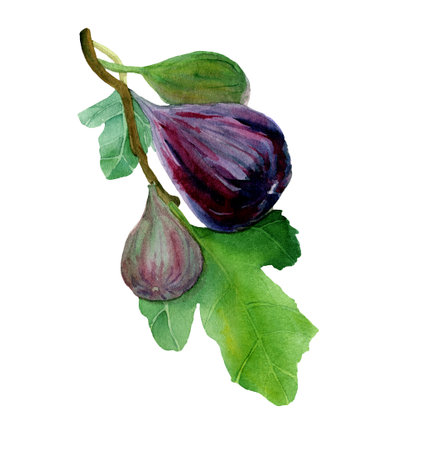 Watercolor figs fruit on branch with leaves isolated on white background. Illustration of figue sweet fruit in natural style, ready to use. Design for covers, packaging, labels, menu, season offer.の写真素材