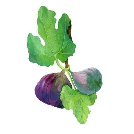 Watercolor figs fruit on branch with leaves isolated on white background. Illustration of figue sweet fruit in natural style, ready to use. Design for covers, packaging, labels, menu, season offer.の写真素材