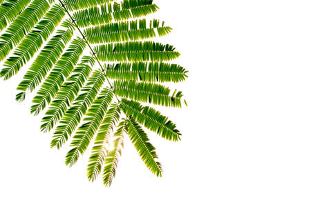 green leaf on white background, isolated , space captionの写真素材