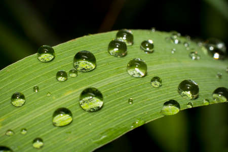 dew drops close up blurred focus