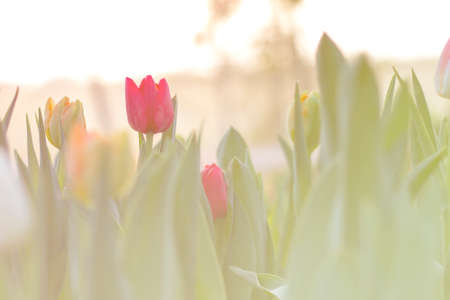 Blurred beautiful tulips blooming in spring garden with blurred backgroundの写真素材