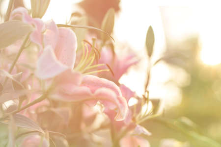 background, spring, nature, flower, light, abstract, beautiful, green, color, soft, blossom, beauty, tulips, summer, yellow, plant, bokeh, tulip, petal, vintage, garden, bloom, blur, colorful, focus;の写真素材