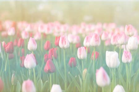 Blurred beautiful tulips blooming in spring garden with blurred backgroundの写真素材