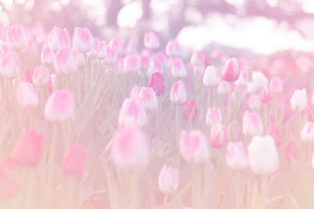 Blurred beautiful tulips blooming in spring garden with blurred backgroundの写真素材
