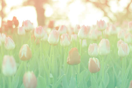 Blurred beautiful tulips blooming in spring garden with blurred backgroundの写真素材