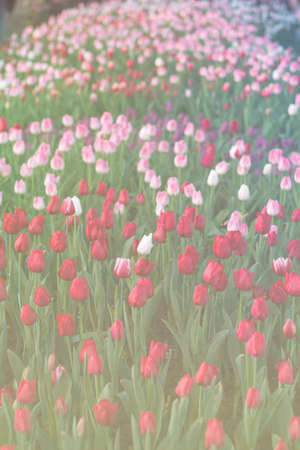 Blurred beautiful tulips blooming in spring garden with blurred background