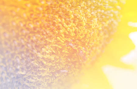 Close up sunflower, color adjustmentの写真素材