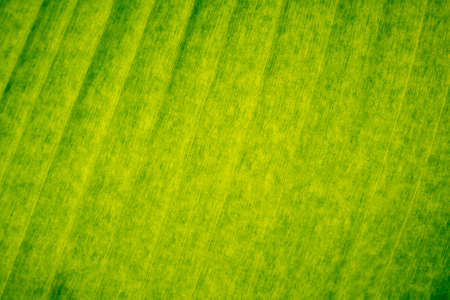 green banana leaf texture backgroundの写真素材