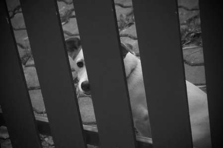 Lonely dog is caged in a house, black and white toned with grainの写真素材