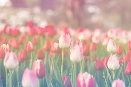 red and pink tulips blooming in spring garden with sun flare background, morning sunlightの写真素材