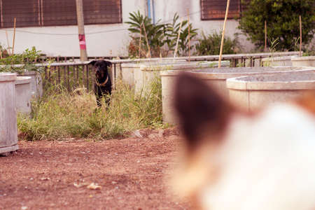 black dog looking to white dog asking to fight