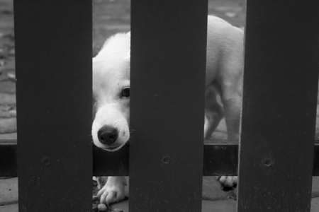 Lonely dog need to go to outside, black and white tonedの写真素材