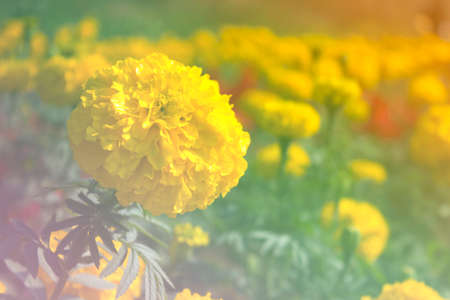 marigold flower blooming light blur backgroundの写真素材