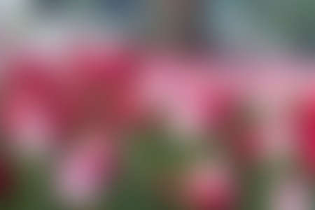 tulips field blurred background