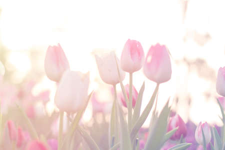 pink tulips close up blooming in spring garden with sun flare background, morning sunlightの写真素材