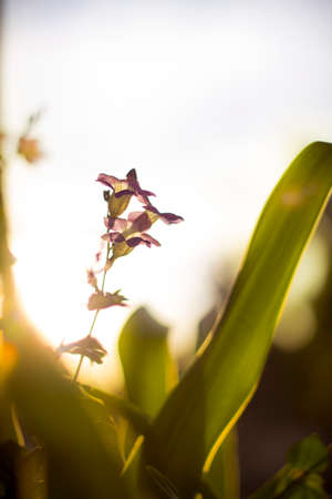 purple flower blooming in spring, backlightの写真素材