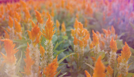 yellow cockscomb flower, blooming light blur backgroundの写真素材